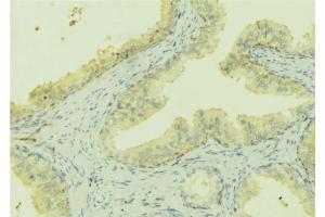 ABIN6273168 at 1/100 staining Mouse colon tissue by IHC-P. (Stanniocalcin 2 抗体  (C-Term))