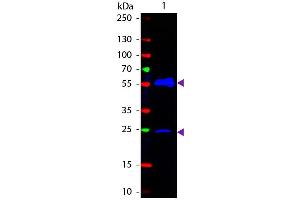 Western Blot of Fluorescein conjugated Goat anti-Armenian Hamster IgG secondary antibody. (山羊 anti-Armenian Hamster IgG (Heavy & Light Chain) Antibody (FITC) - Preadsorbed)