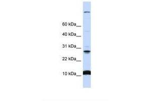 Image no. 1 for anti-Chromosome 19 Open Reading Frame 56 (C19orf56) (N-Term) antibody (ABIN6738316) (C19orf56 抗体  (N-Term))