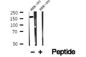 Western blot analysis of extracts of HEK-293 cells, using CEP164 antibody. (CEP164 抗体  (C-Term))