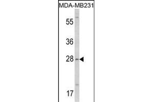 Western blot analysis of COLEC11 Antibody (N-term) (ABIN390822 and ABIN2841053) in MDA-M cell line lysates (35 μg/lane). (COLEC11 抗体  (N-Term))