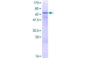 Image no. 1 for CD200 Receptor 1 (CD200R1) (AA 1-348) protein (GST tag) (ABIN1348567)