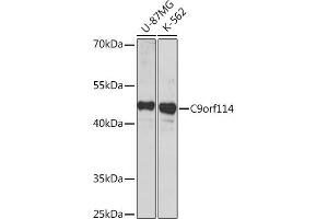 Western blot analysis of extracts of various cell lines, using C9orf114 Rabbit pAb (ABIN7266390) at 1:1000 dilution. (C9orf114 抗体)