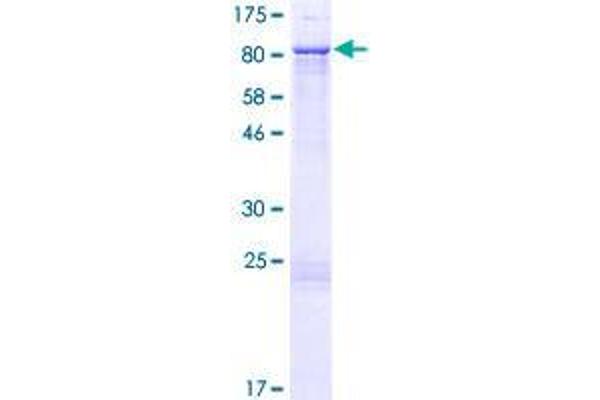 ZNF169 Protein (AA 1-590) (GST tag)
