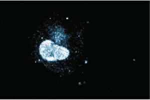 Immunofluorescence staining of normal rat kidney. (HNF1B 抗体  (AA 1-101))