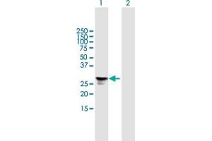 Western Blot analysis of FGFBP1 expression in transfected 293T cell line by FGFBP1 MaxPab polyclonal antibody. (FGFBP1 抗体  (AA 1-234))