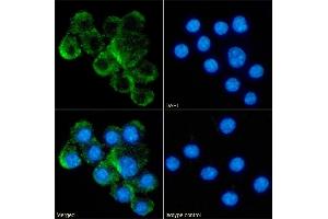 Immunofluorescence staining of fixed RAW264. (Recombinant TNFSF8 抗体)