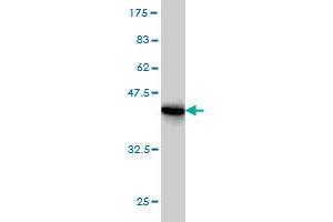 Western Blot detection against Immunogen (41. (RPS19 抗体  (AA 1-145))