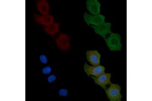 ABIN6258872 and ABIN6274907 staining Hela cells(45 min of heat-shock) by IF/ICC. (LFNG 抗体  (Internal Region))