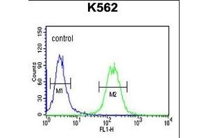 GALR1 Antibody (Center) (ABIN653295 and ABIN2842799) flow cytometric analysis of K562 cells (right histogram) compared to a negative control cell (left histogram). (Galanin Receptor 1 抗体  (AA 174-200))