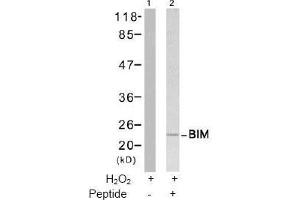 Image no. 2 for anti-BCL2-Like 11 (Apoptosis Facilitator) (BCL2L11) (Ser65) antibody (ABIN197552) (BIM 抗体  (Ser65))