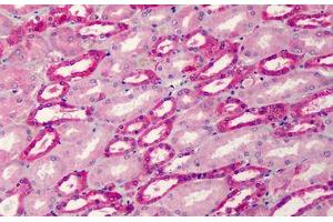 Anti-Aldolase antibody IHC staining of human kidney. (ALDOA 抗体)