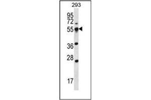 Western blot analysis of SMAP2 Antibody  in 293 cell line lysates (35ug/lane).