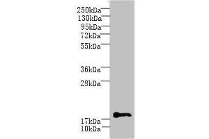 Western blot All lanes: C1orf123 antibody at 8 μg/mL + Mouse brain tissue Secondary Goat polyclonal to rabbit IgG at 1/10000 dilution Predicted band size: 18 kDa Observed band size: 18 kDa (C1ORF123 抗体  (AA 1-160))