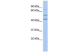 NEDD1 antibody used at 1 ug/ml to detect target protein. (NEDD1 抗体  (N-Term))