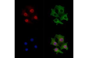 ABIN6261778 and ABIN6278766 staining Hela cells by IF/ICC. (ZFPM2 抗体  (C-Term))