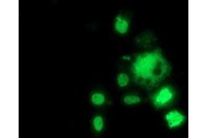 Anti-HDAC1 mouse monoclonal antibody (ABIN2454014) immunofluorescent staining of COS7 cells transiently transfected by pCMV6-ENTRY HDAC1 (RC201745). (HDAC1 抗体)