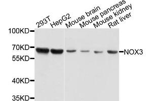 Western blot analysis of extracts of various cells, using NOX3 antibody. (NOX3 抗体)
