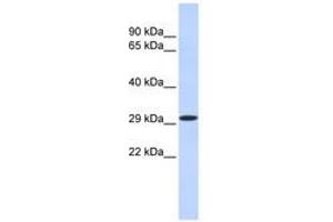 Image no. 1 for anti-Kruppel-Like Factor 14 (KLF14) (N-Term) antibody (ABIN6740466) (KLF14 抗体  (N-Term))