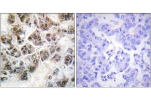 Immunohistochemistry (IHC) image for anti-Histone H3.3 (AA 16-65) antibody (ABIN2888768) (Histone H3.3 抗体  (AA 16-65))