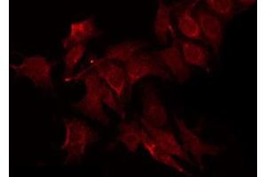 ABIN6269204 staining RAW264. (SHP1 抗体  (C-Term))