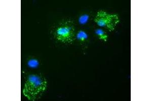 Anti-Nog mouse monoclonal antibody (ABIN2452312) immunofluorescent staining of COS7 cells transiently transfected by pCMV6-ENTRY Nog (RC205020). (NOG 抗体  (AA 28-232))