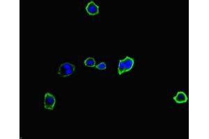 Immunofluorescent analysis of HepG2 cells using ABIN7174949 at dilution of 1:100 and Alexa Fluor 488-congugated AffiniPure Goat Anti-Rabbit IgG(H+L) (MYO1G 抗体  (AA 209-389))