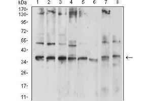 Western Blotting (WB) image for anti-Tumor Necrosis Factor Receptor Superfamily, Member 9 (TNFRSF9) (AA 214-255) antibody (ABIN7193622)