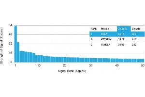 Analysis of Protein Array containing more than 19,000 full-length human proteins using CD8A Recombinant Mouse Monoclonal Antibody (rC8/468). (Recombinant CD8 alpha 抗体)
