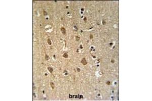 EN Antibody (Center) (ABIN651409 and ABIN2840220) IHC analysis in formalin fixed and paraffin embedded human brain tissue followed by peroxidase conjugation of the secondary antibody and DAB staining. (ENPP6 抗体  (AA 170-197))