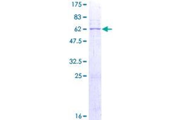 PSG2 Protein (AA 1-335) (GST tag)