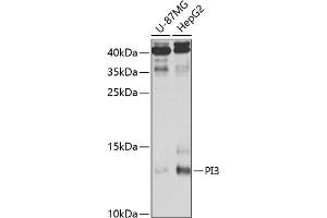 Western blot analysis of extracts of various cell lines, using PI3 antibody (ABIN6132804, ABIN6145588, ABIN6145590 and ABIN6221092) at 1:1000 dilution. (PI3 抗体  (AA 23-117))