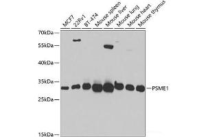 Western blot analysis of extracts of various cell lines using PSME1 Polyclonal Antibody at dilution of 1:1000. (PSME1 抗体)