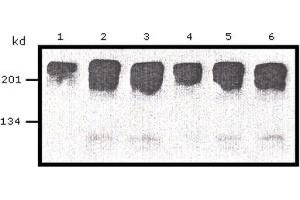 Western Blotting (WB) image for anti-Myc Proto-Oncogene protein (MYC) (AA 410-419) antibody (ABIN1105582) (c-MYC 抗体  (AA 410-419))