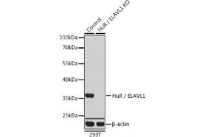Western blot analysis of extracts from normal (control) and HuR / ELAVL1 knockout (KO) 293T cells using HuR / ELAVL1 Polyclonal Antibody at dilution of 1:1000. (ELAVL1 抗体)