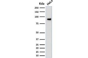 Western Blotting (WB) image for anti-Transducin-Like Enhancer of Split 1 (E(sp1) Homolog, Drosophila) (TLE1) (AA 175-338) antibody (ABIN6940747)