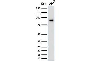 Western Blot Analysis of human HeLa cell lysate using TLE1 Mouse Monoclonal Antibody (TLE1/2051). (TLE1 抗体  (AA 175-338))