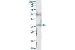 Immunoprecipitation of SDC4 transfected lysate using anti-SDC4 MaxPab rabbit polyclonal antibody and Protein A Magnetic Bead , and immunoblotted with SDC4 purified MaxPab mouse polyclonal antibody (B02P) . (SDC4 抗体  (AA 1-198))