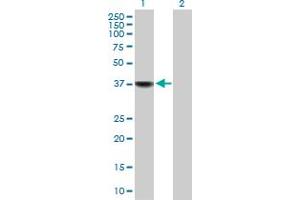 Western Blot analysis of BLVRA expression in transfected 293T cell line by BLVRA MaxPab polyclonal antibody. (Biliverdin Reductase 抗体  (AA 1-296))