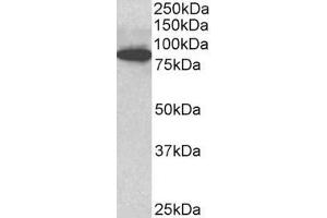 ABIN768579 (3µg/ml) staining of C57/B6 mouse CTL lysate (35µg protein in RIPA buffer). (ODF2 抗体  (Internal Region))
