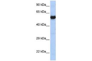 CHRNG antibody (70R-10544) used at 2. (CHRNG 抗体  (N-Term))