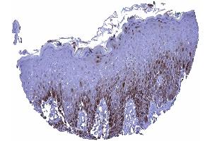 In the skin a nuclear and cytoplasmic Glutamine Synthetase staining can be seen in the lower third and in the top layers of the squamous epithelium (GLN1 抗体  (AA 50-250))