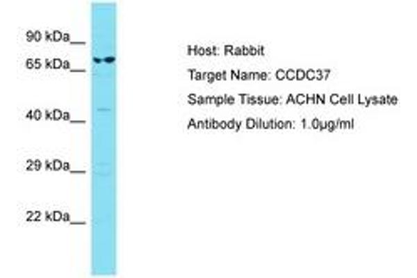 CCDC37 抗体  (AA 528-577)