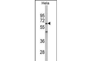 Western blot analysis of PK2 Antibody (Center) (ABIN6243027 and ABIN6578992) in Hela cell line lysates (35 μg/lane). (PRKAA2 抗体  (AA 265-294))