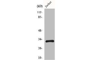 Western Blot analysis of COLO205 cells using HEI10 Polyclonal Antibody (CCNB1IP1 抗体  (C-Term))