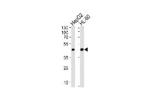 Western blot analysis of lysates from HepG2, HL-60 cell line (from left to right), using Beta-actin Antibody (ABIN387755 and ABIN2838006). (beta Actin 抗体)