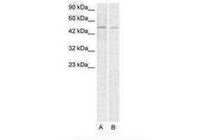 Image no. 1 for anti-ERG, ETS transcription factor (ERG) (AA 228-277) antibody (ABIN203153) (ERG 抗体  (AA 228-277))