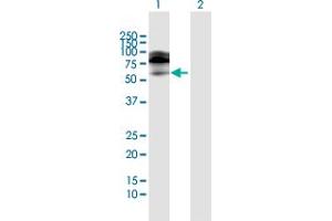 Western Blot analysis of IL18R1 expression in transfected 293T cell line by IL18R1 MaxPab polyclonal antibody. (IL18R1 抗体  (AA 1-541))