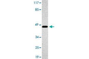 Western blot analysis of A-549 cell lysate with OR4A16 polyclonal antibody . (OR4A16 抗体)