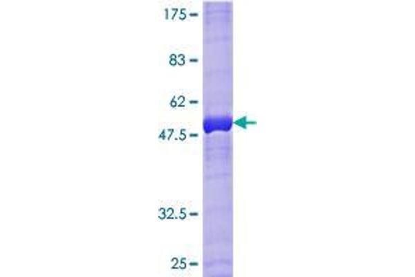 RAB33B Protein (AA 1-229) (GST tag)